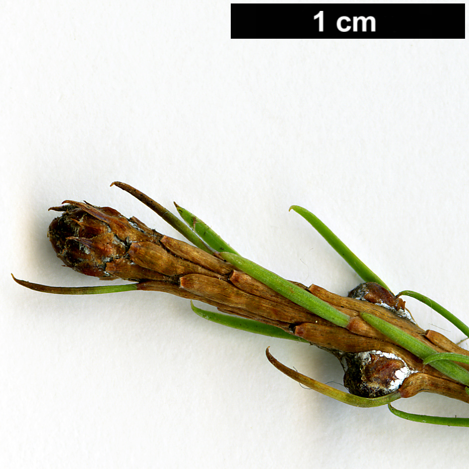 High resolution image: Family: Pinaceae - Genus: Larix - Taxon: gmelinii - SpeciesSub: var. principis-rupprechtii